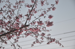 開放して背景ぼかしで桜