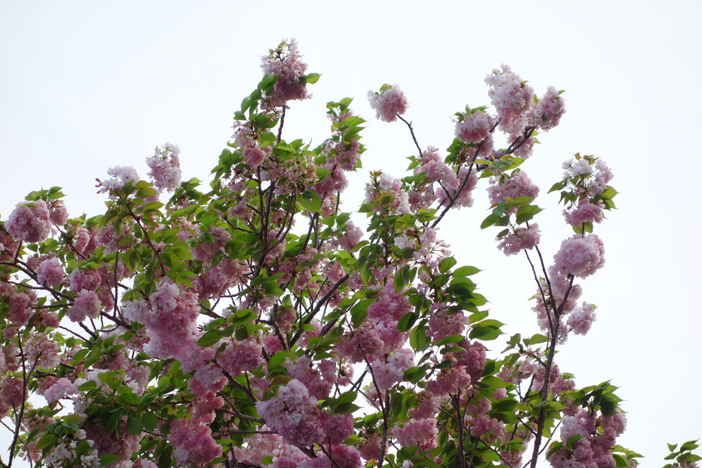 曇り空の「平成最後」の八重桜