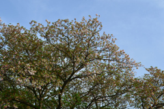 〜桜が終わり〜また来年へ