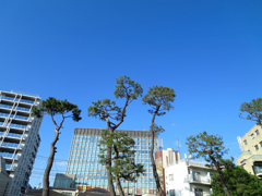 松の木