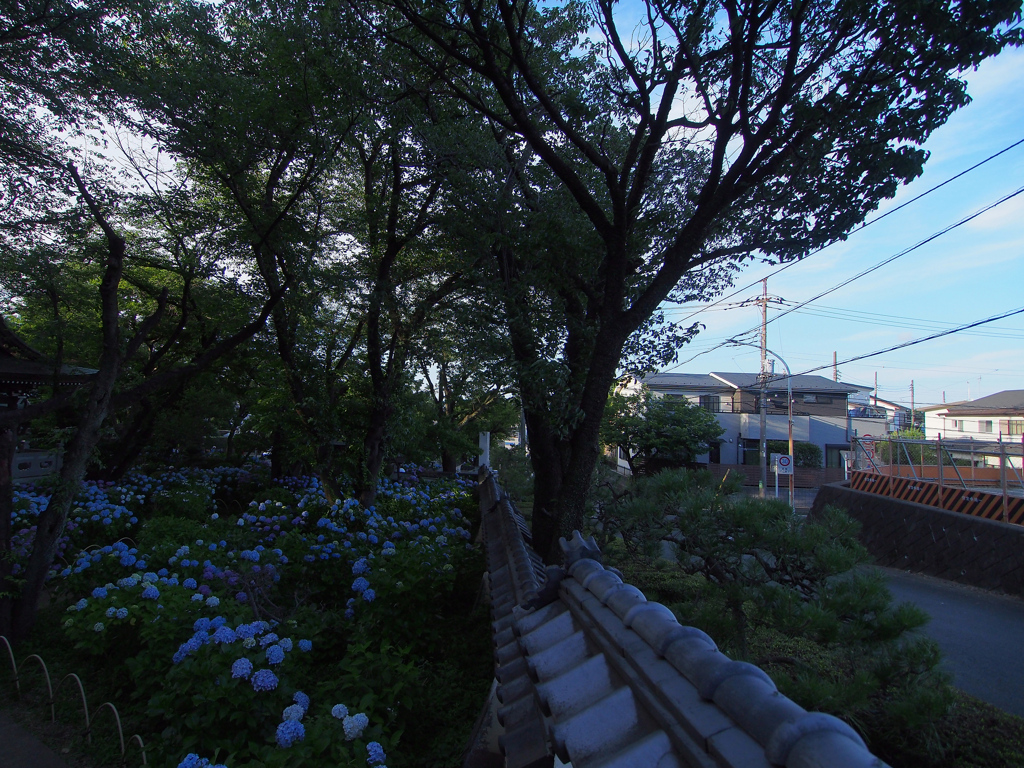 紫陽花と瓦
