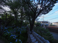 紫陽花と瓦
