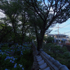紫陽花と瓦