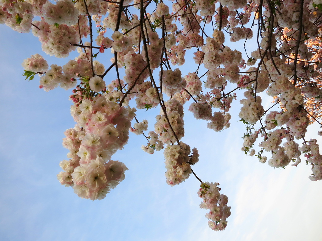 “平成最後の”八重桜