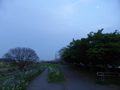 桜・新緑