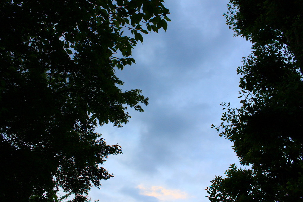 木・曇り空・木