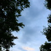 木・曇り空・木