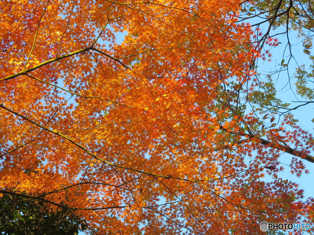 紅葉