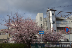 桜