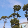 青空と松の木