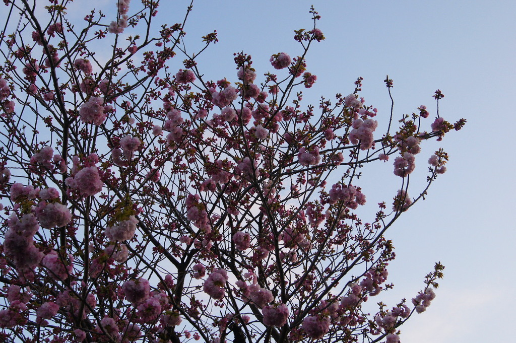 八重桜