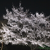 “幻想的”　夜の桜