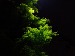 夜の木