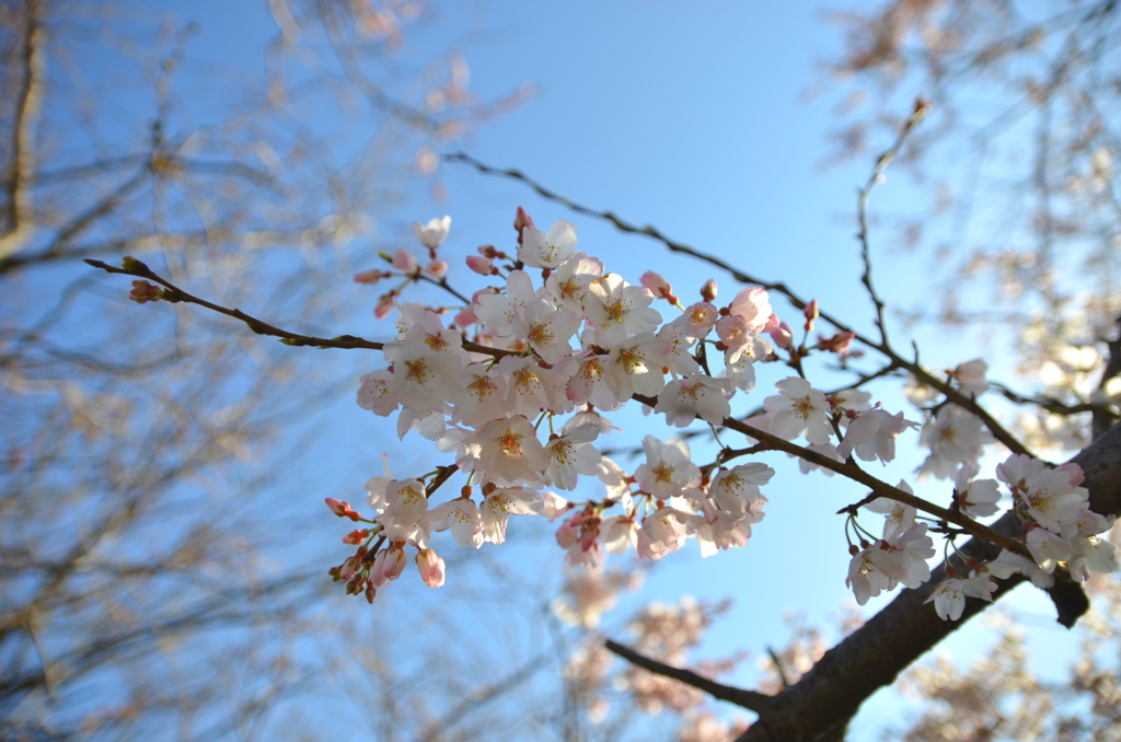 F2.8で淡墨桜