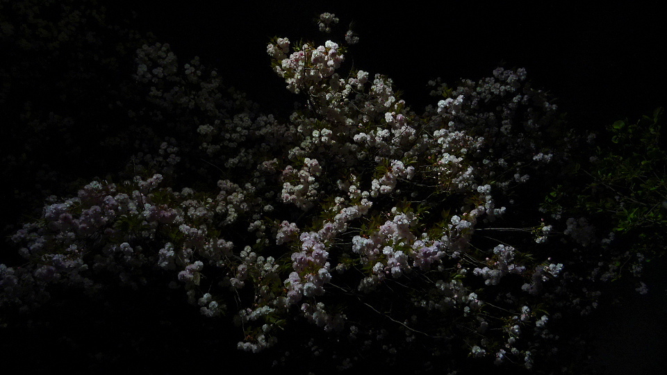夜の桜