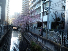 溝ノ口の二ヶ領用水の桜