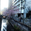 溝ノ口の二ヶ領用水の桜