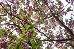 平成最後の八重桜