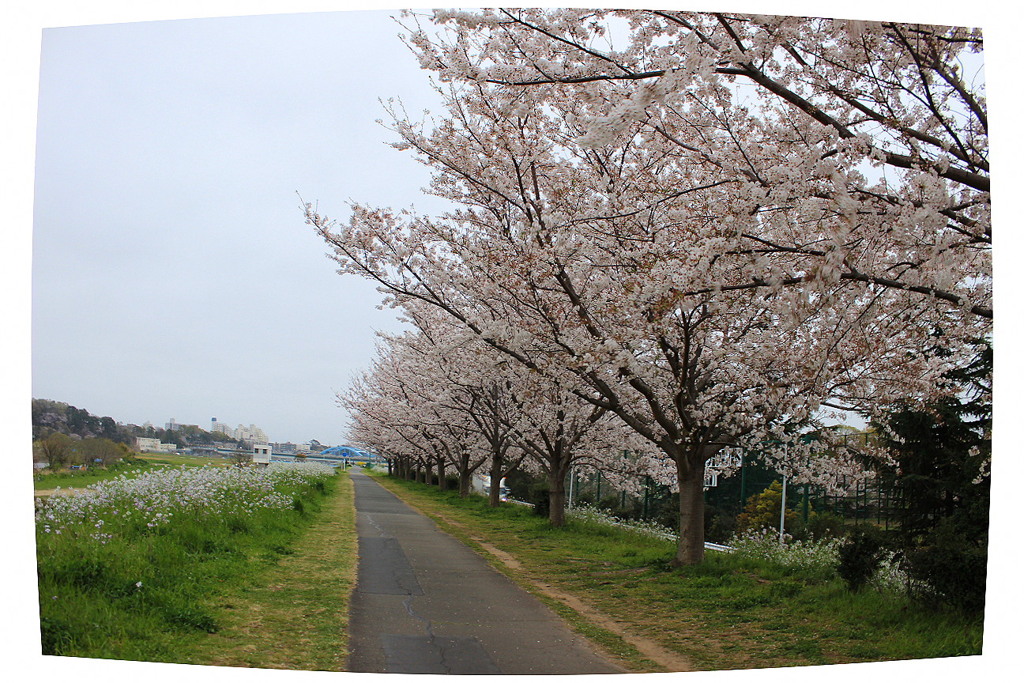 フィッシュアイ・桜の道の「オールドモニター風」リアルに再現
