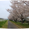フィッシュアイ・桜の道の「オールドモニター風」リアルに再現