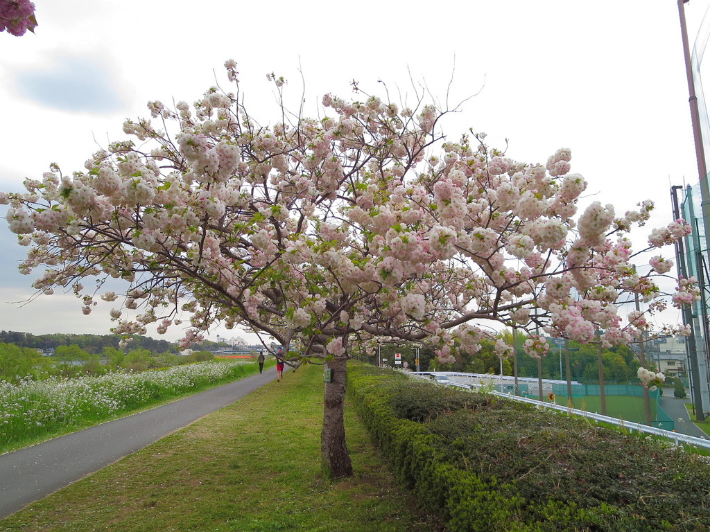 八重桜