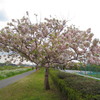 八重桜