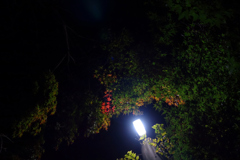 夜のリトル紅葉の外灯ライトアップ風