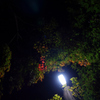 夜のリトル紅葉の外灯ライトアップ風