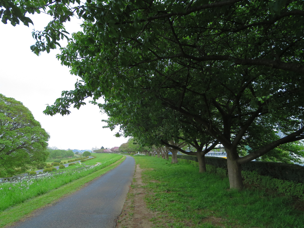 新緑の多摩川