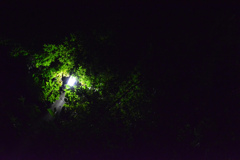 夏の夜の木