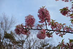 河津桜はおわり