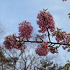 河津桜はおわり