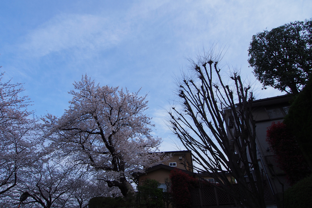 田園調布の桜「染井吉野」