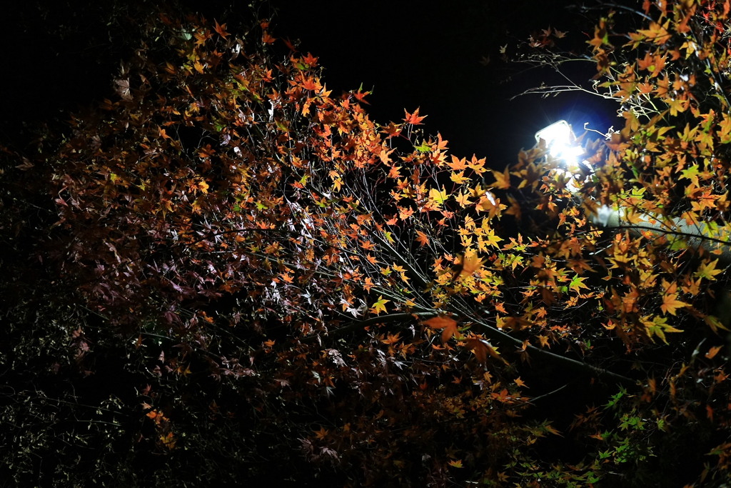 明るくなったLED外灯の紅葉