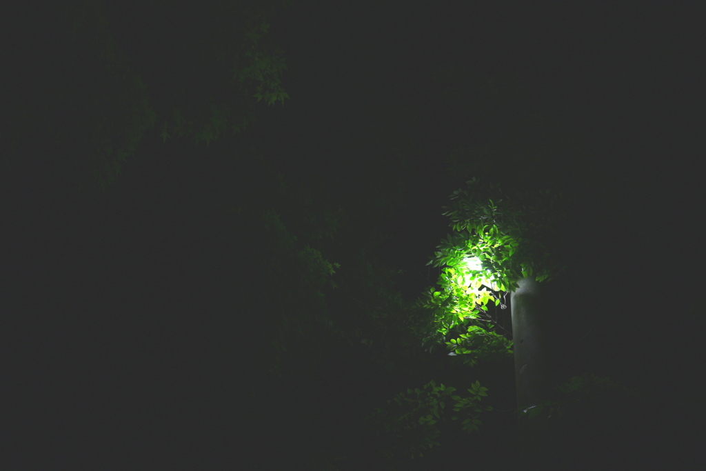 夜の葉っぱ