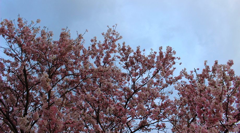 平成〜命和への桜