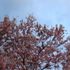 平成〜命和への桜