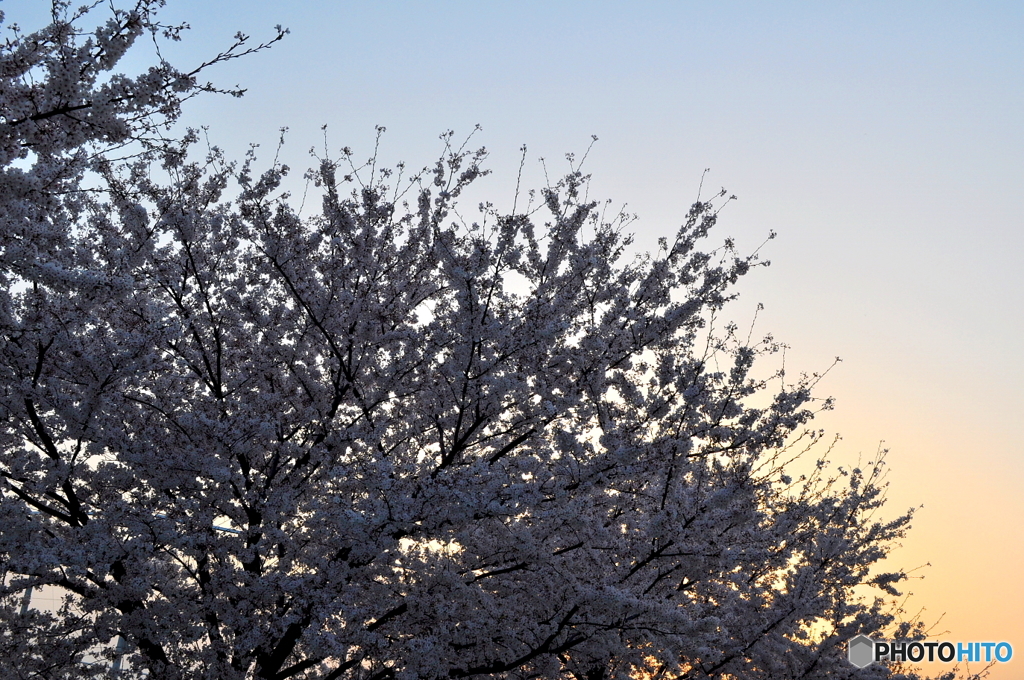 夕焼けの桜