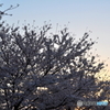 夕焼けの桜