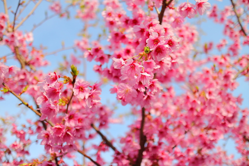 河津桜