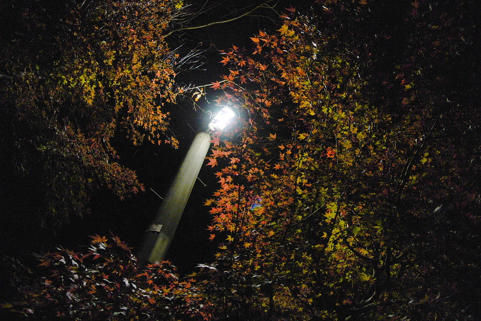 夜の紅葉