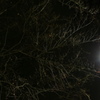 寒い夜の落葉ライトアップ