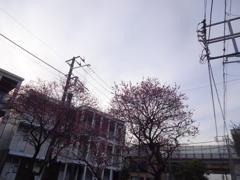 梅
