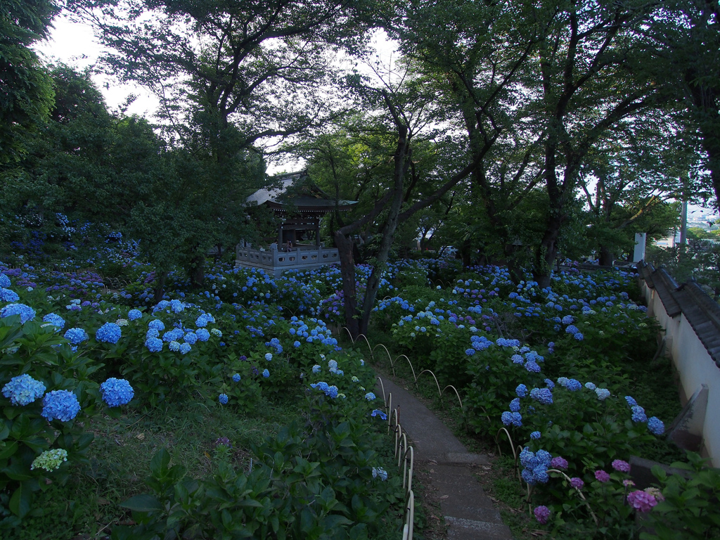 紫陽花
