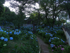 紫陽花