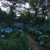 紫陽花
