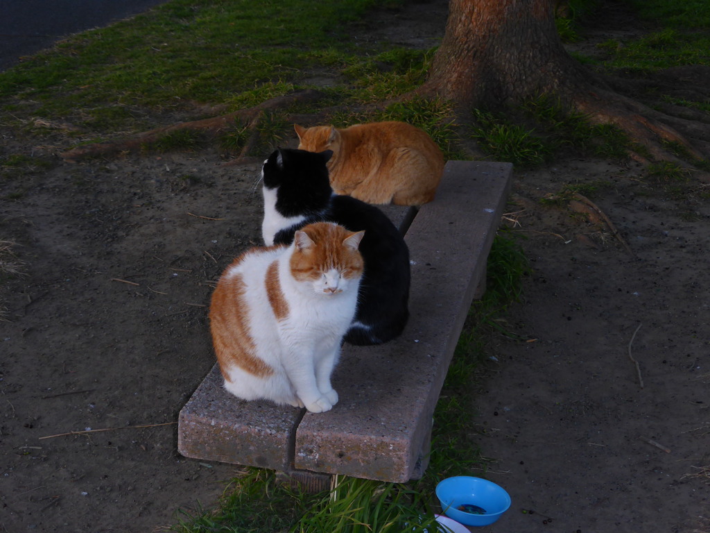 ベンチの猫　II