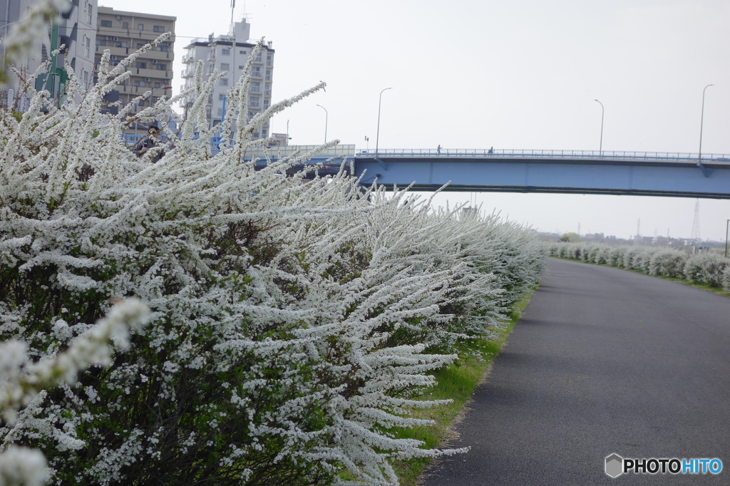 雪柳