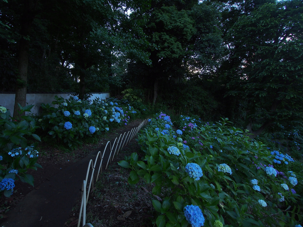 多摩区の紫陽花
