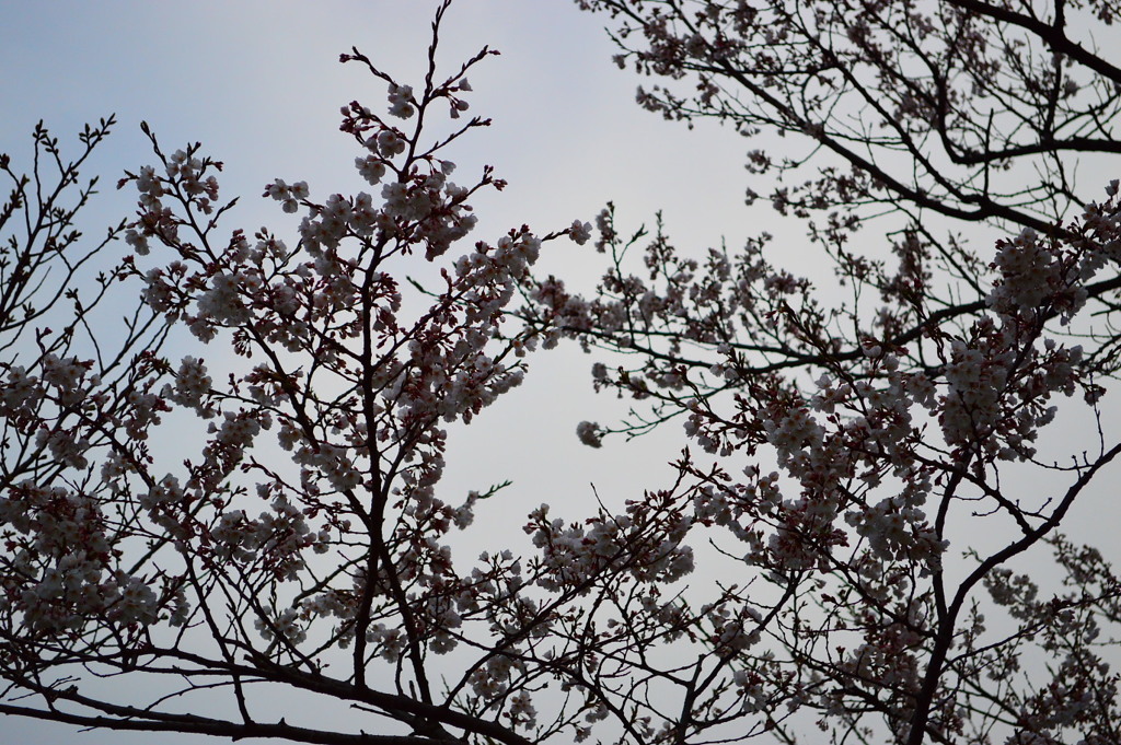 淡墨桜
